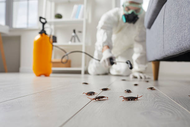 Commercial Kitchen Cockroach Control in Mont Clare